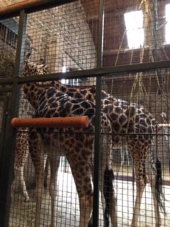 Year 5: Trip to the zoo - St Anne's Catholic Primary